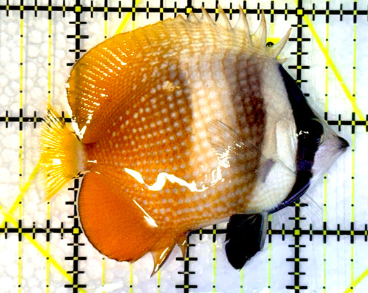 Klein's Butterflyfish KBF062301 WYSIWYG Size: S 3”