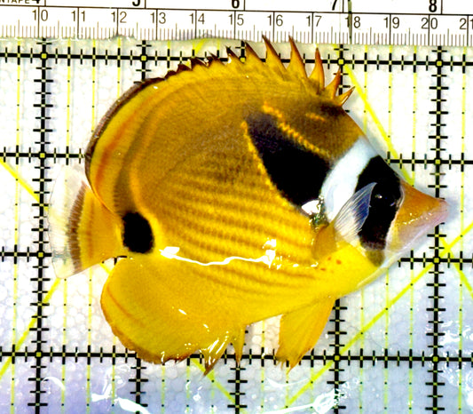 Raccoon Butterflyfish RBF062301 WYSIWYG Size: S 4"