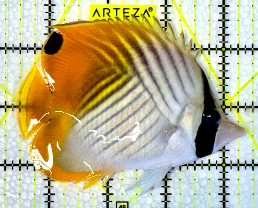 Auriga Butterflyfish ABF062301 WYSIWYG Size: L 4"