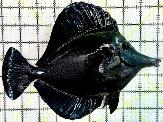 Black Tang BT071801 WYSIWYG Size: XXL Show 9.25" approx