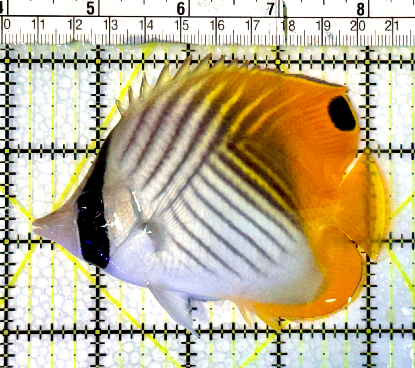 Auriga Butterflyfish ABF062301 WYSIWYG Size: L 4"
