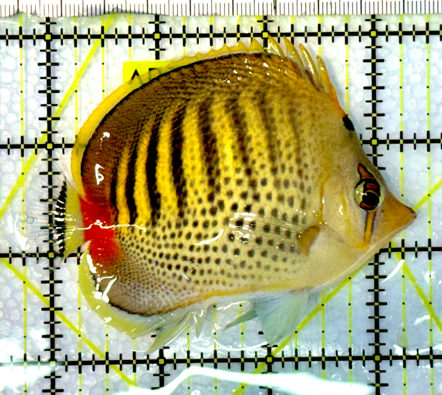 Punctato Butterflyfish PBF062302 WYSIWYG Size: M 3.5"