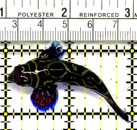 Green Mandarin Dragonet GMD062802 WYSIWYG Size: XL 2.25" approx