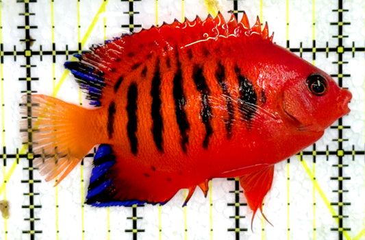 Flame Angelfish (Christmas Island, Super Red) FA071802 WYSIWYG Size: XL 3.25" approx