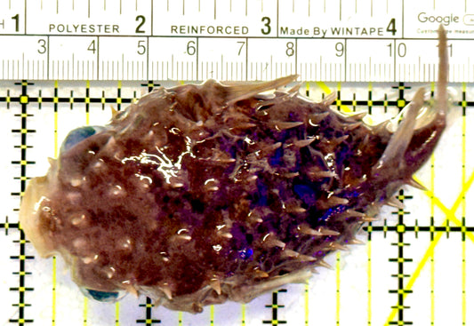 Hard Shell Porcupine Pufferfish HSPP062801 WYSIWYG Size: L 3.5" approx