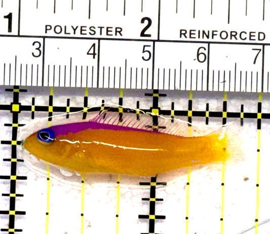Diadem Dottyback DD062801 WYSIWYG Size: S 1.75" approx
