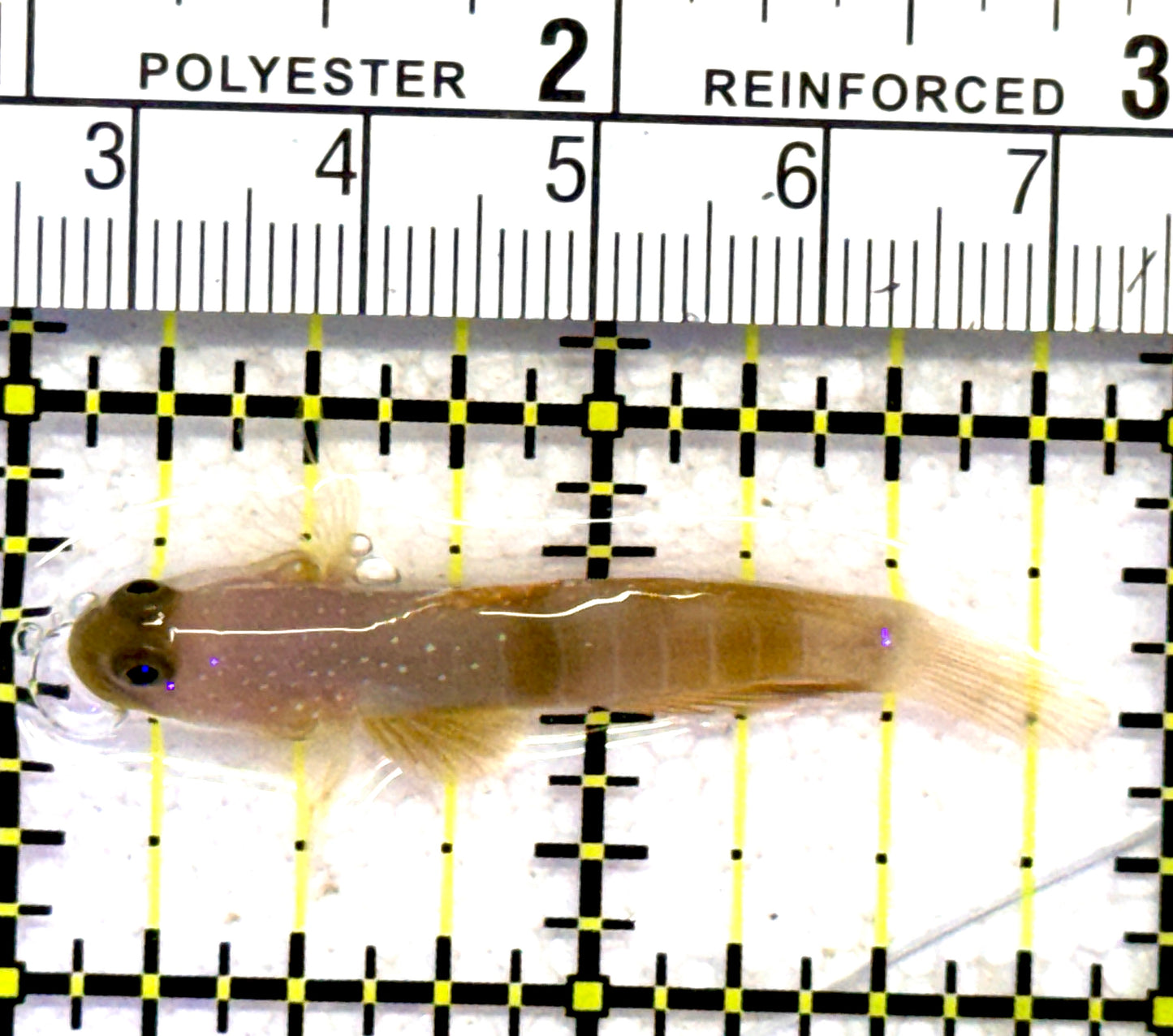Yellow Watchman Goby YWG062801 WYSIWYG Size: L 2" approx