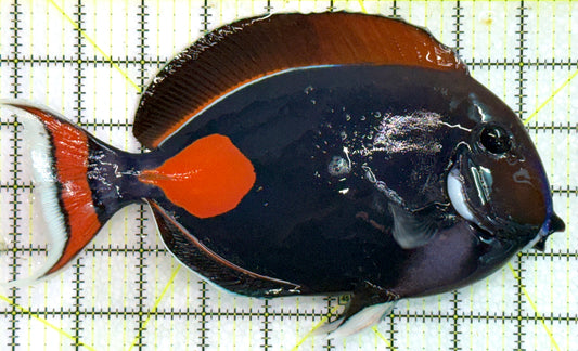 Achilles Tang AT071801 WYSIWYG Size: XXL/Show 9" approx