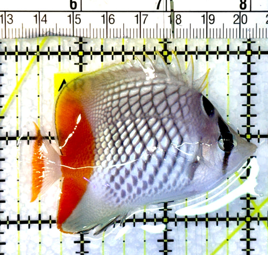 Pearlscale Butterflyfish PBF062301 WYSIWYG Size S: 2.75”