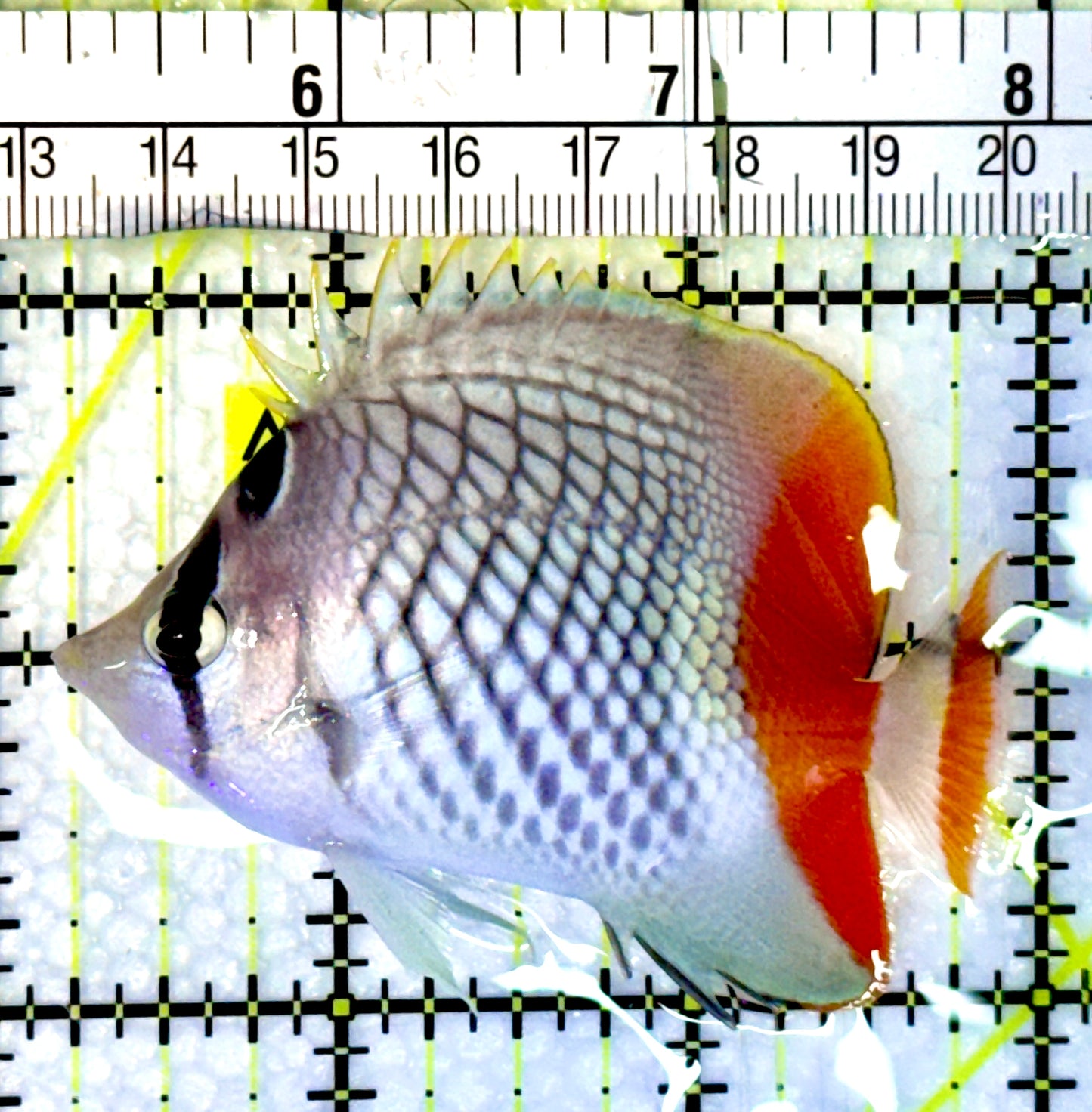 Pearlscale Butterflyfish PBF062301 WYSIWYG Size S: 2.75”