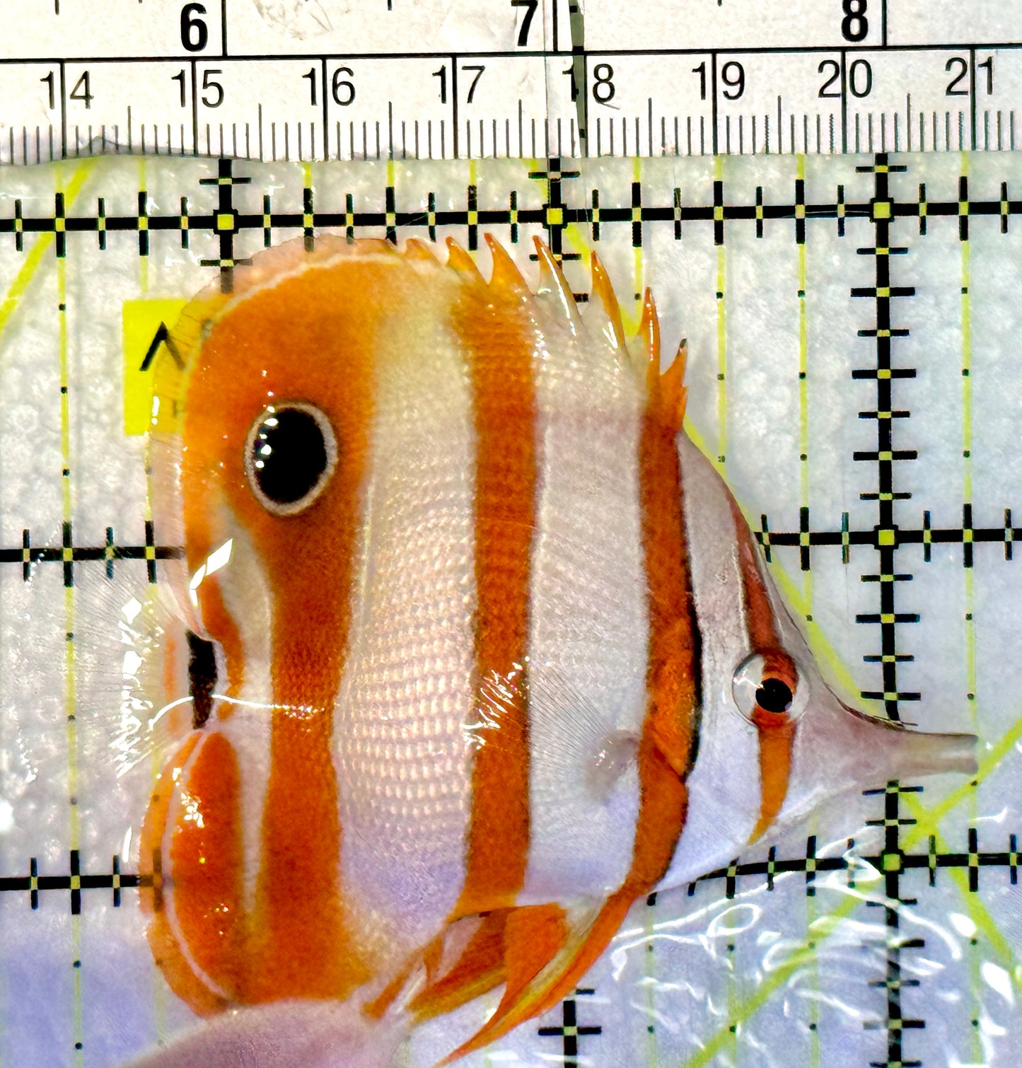 Copperband Butterflyfish CBF062301 WYSIWYG Size: M 2.75"