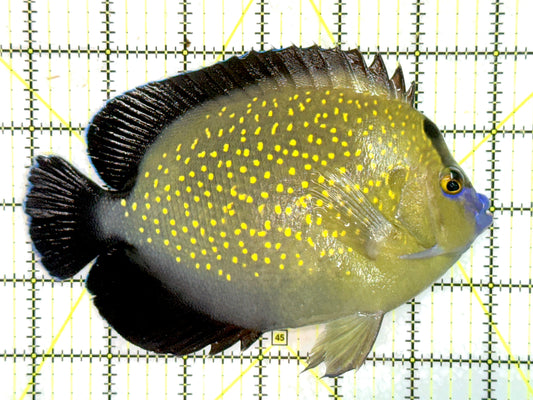 Goldflake Angelfish GA071802 WYSIWYG Size: XL 6" approx