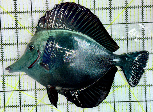 Black Tang Size: XXL show 8" and Above