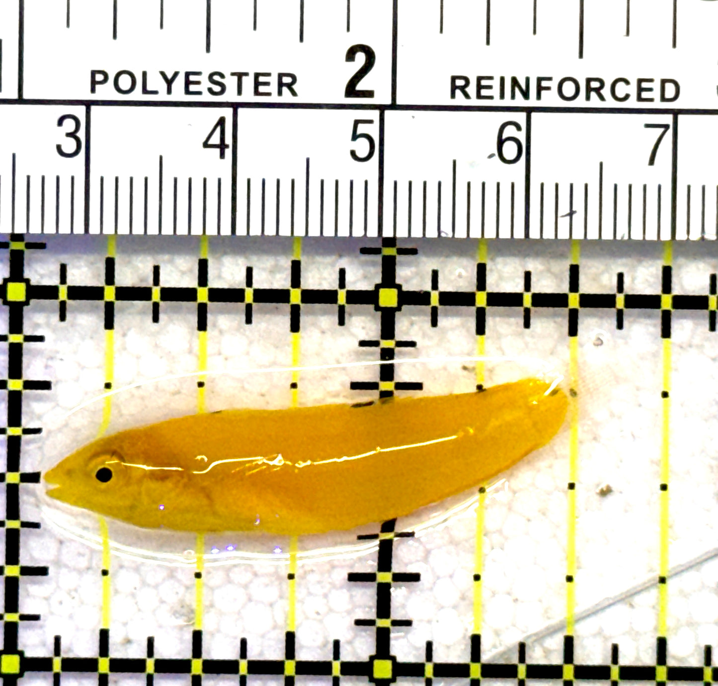 Yellow Coris Wrasse YCW062802 WYSIWYG Size: S 1.75" approx