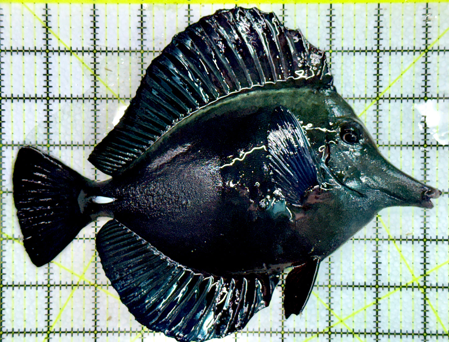 Black Tang Size: XXL show 8" and Above