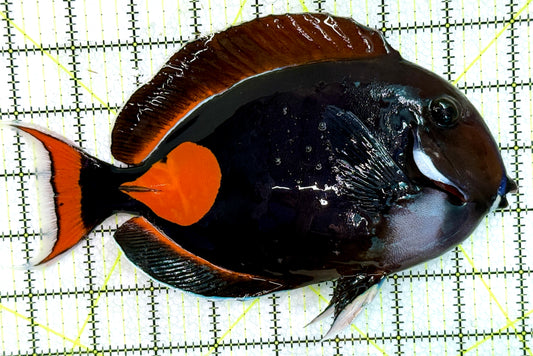 Achilles Tang AT071802 WYSIWYG Size: XXL/Show 9.25" approx
