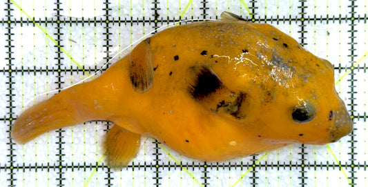 Golden Pufferfish Male GPM071801 WYSIWYG Size: L 7" approx