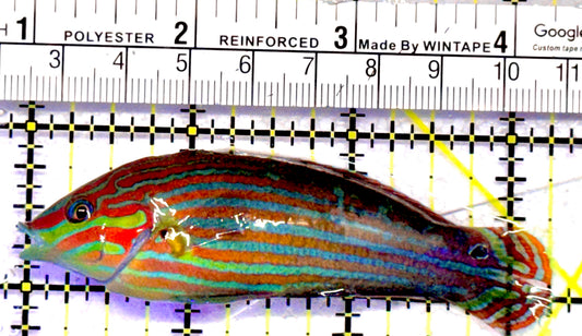 Melanurus Wrasse MW062801 WYSIWYG Size: XL 3.25"