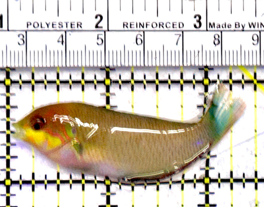 Moyer's Leopard Wrasse MLW062801 WYSIWYG Size: ML 2.5"