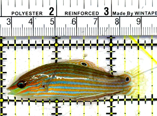 Melanurus Wrasse MW062804 WYSIWYG Size: M 2.5"