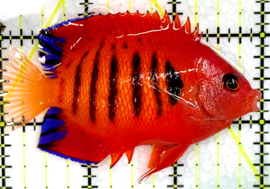 Flame Angelfish (Christmas Island, Super Red) FA071803 WYSIWYG Size: XL 3" approx