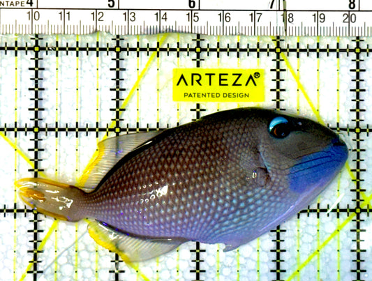 Male Blue Throat Triggerfish (Reefsafe) MBT062301 WYSIWYG Size: ML 4.25"