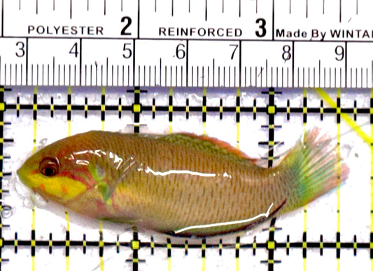 Moyer's Leopard Wrasse MLW062802 WYSIWYG Size: ML 2.5"