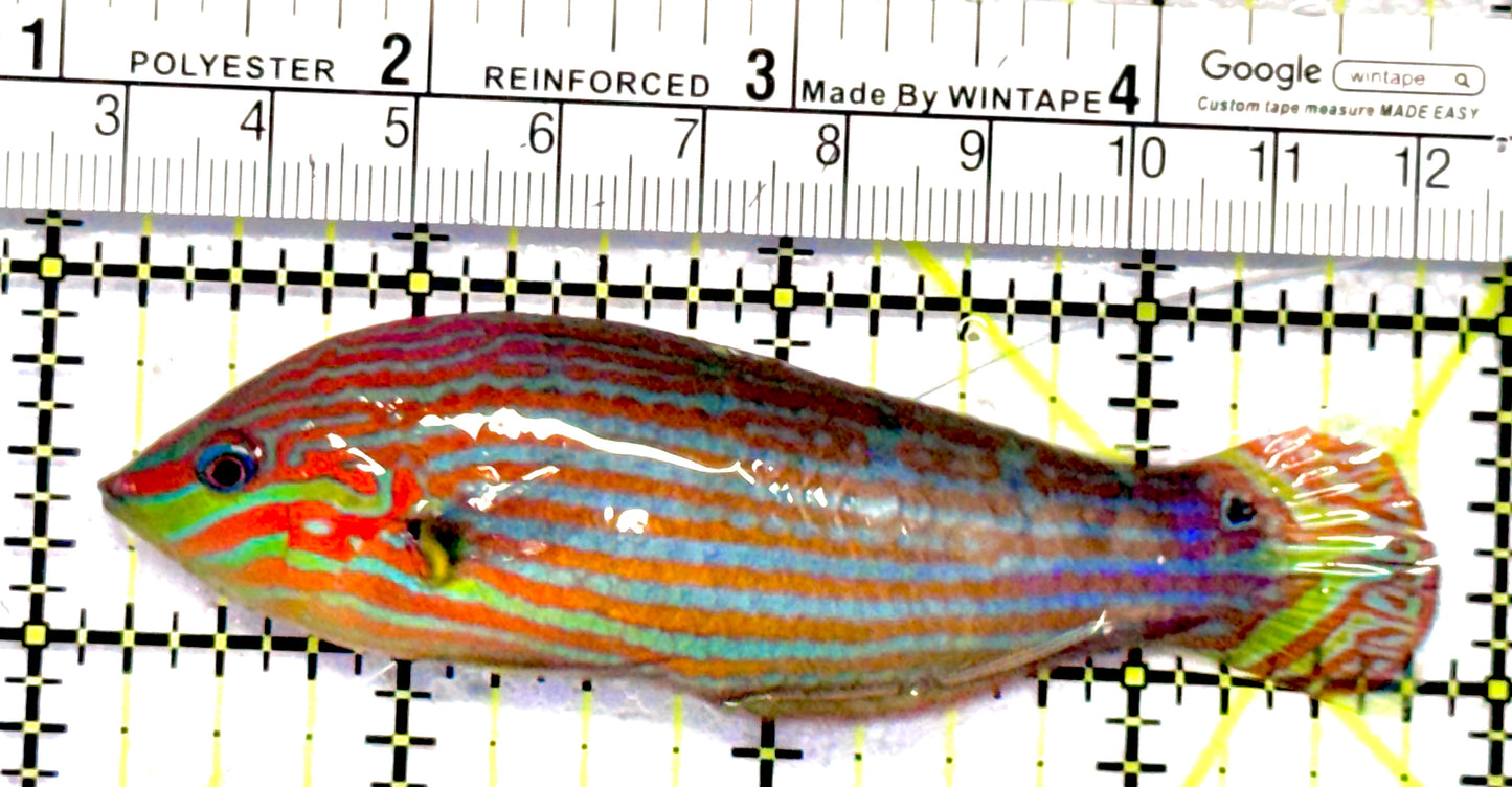 Melanurus Wrasse MW062803 WYSIWYG Size: XL 3.5"