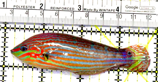 Melanurus Wrasse MW062803 WYSIWYG Size: XL 3.5"