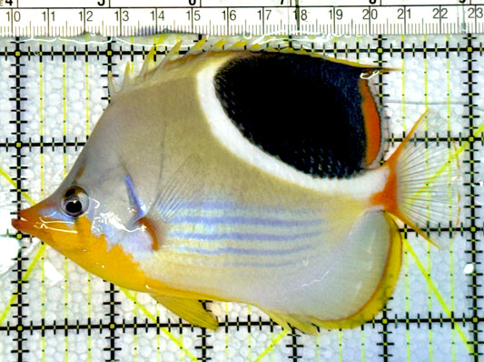 Saddleback Butterflyfish SBF062301 WYSIWYG Size: L 5"