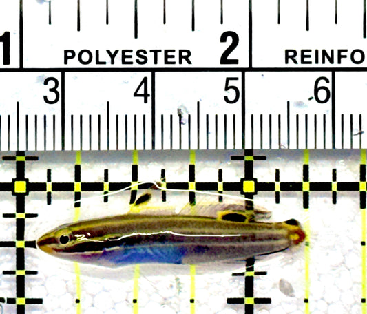 Hector's Goby HG062802 WYSIWYG Size: 1.25"