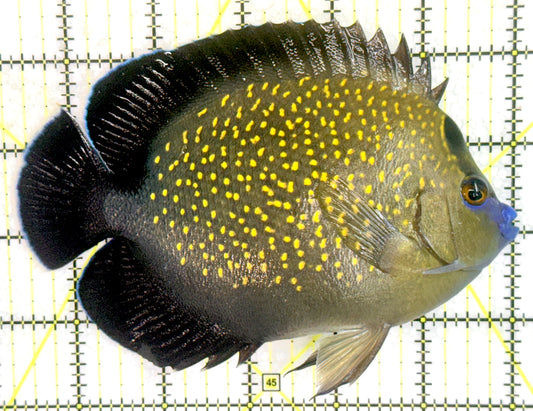 Goldflake Angelfish GA071804 WYSIWYG Size: XL 5.75" approx