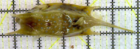 Longhorn Cowfish LC071901 WYSIWYG Size: L 5"