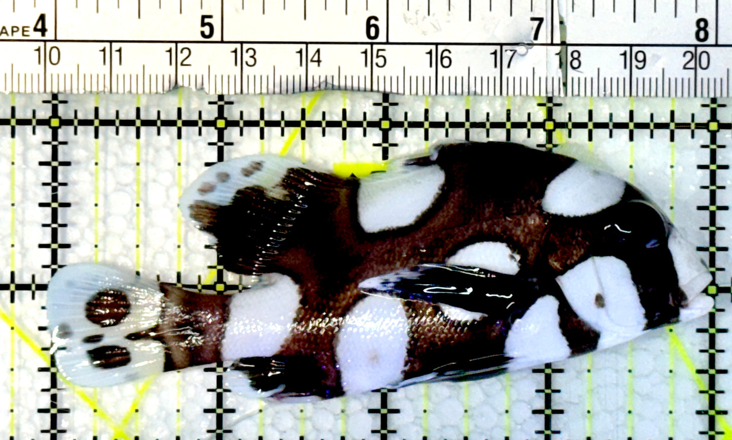 Harlequin Spotted Grunt Sweetlips HSG062302 WYSIWYG Size: M 4"