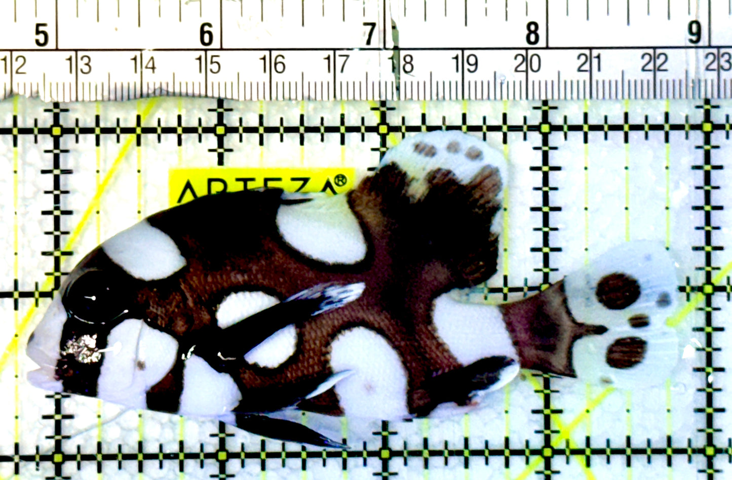 Harlequin Spotted Grunt Sweetlips HSG062302 WYSIWYG Size: M 4"