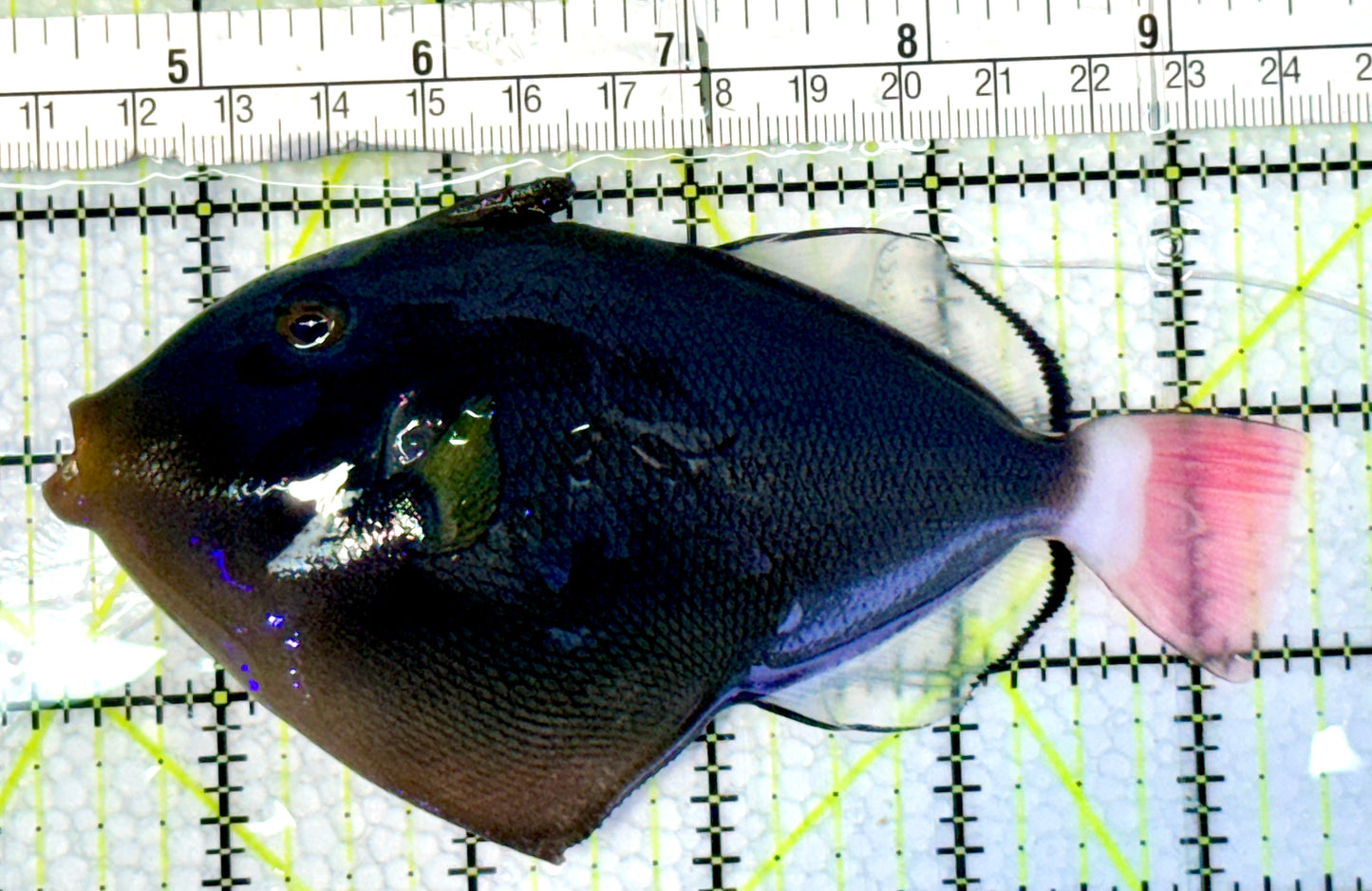 Pink Tail Triggerfish PTT062301 WYSIWYG Size: L 5"