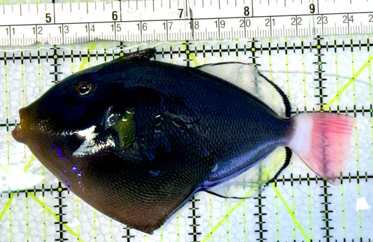 Pink Tail Triggerfish PTT062301 WYSIWYG Size: L 5"