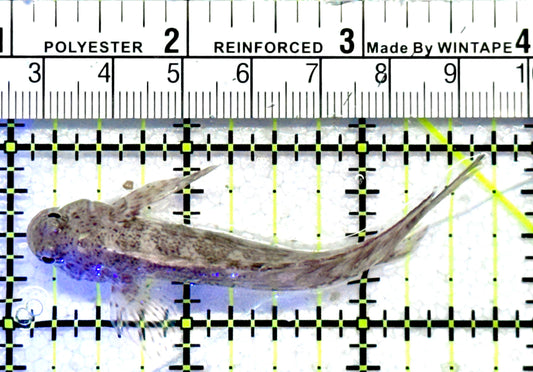 Lawnmower Blenny LB062801 WYSIWYG Size: XXL 2.75"