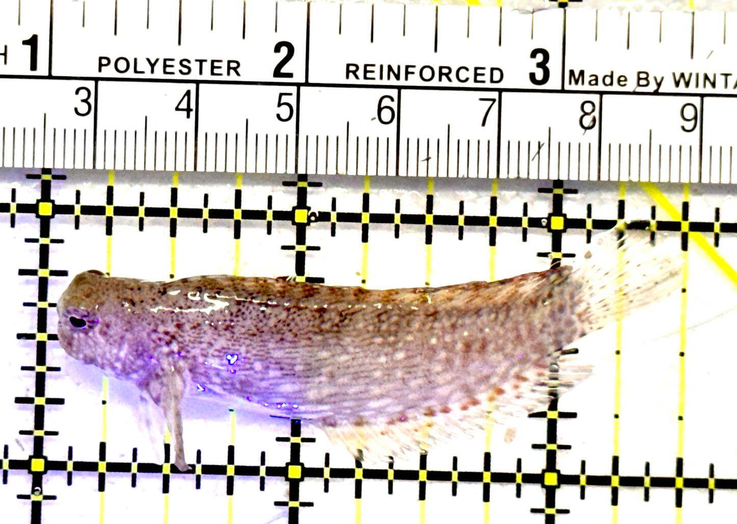 Lawnmower Blenny LB062802 WYSIWYG Size: XL 2.5"
