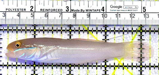 Golden Head Sleeper Goby GHSG062801 WYSIWYG Size: L 4"