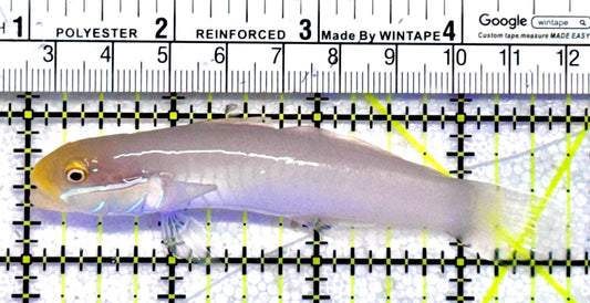 Golden Head Sleeper Goby GHSG062802 WYSIWYG Size: L 3.75"