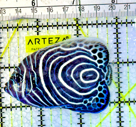 Emperor Angelfish Juvenile EA062301 WYSIWYG Size: M 3"