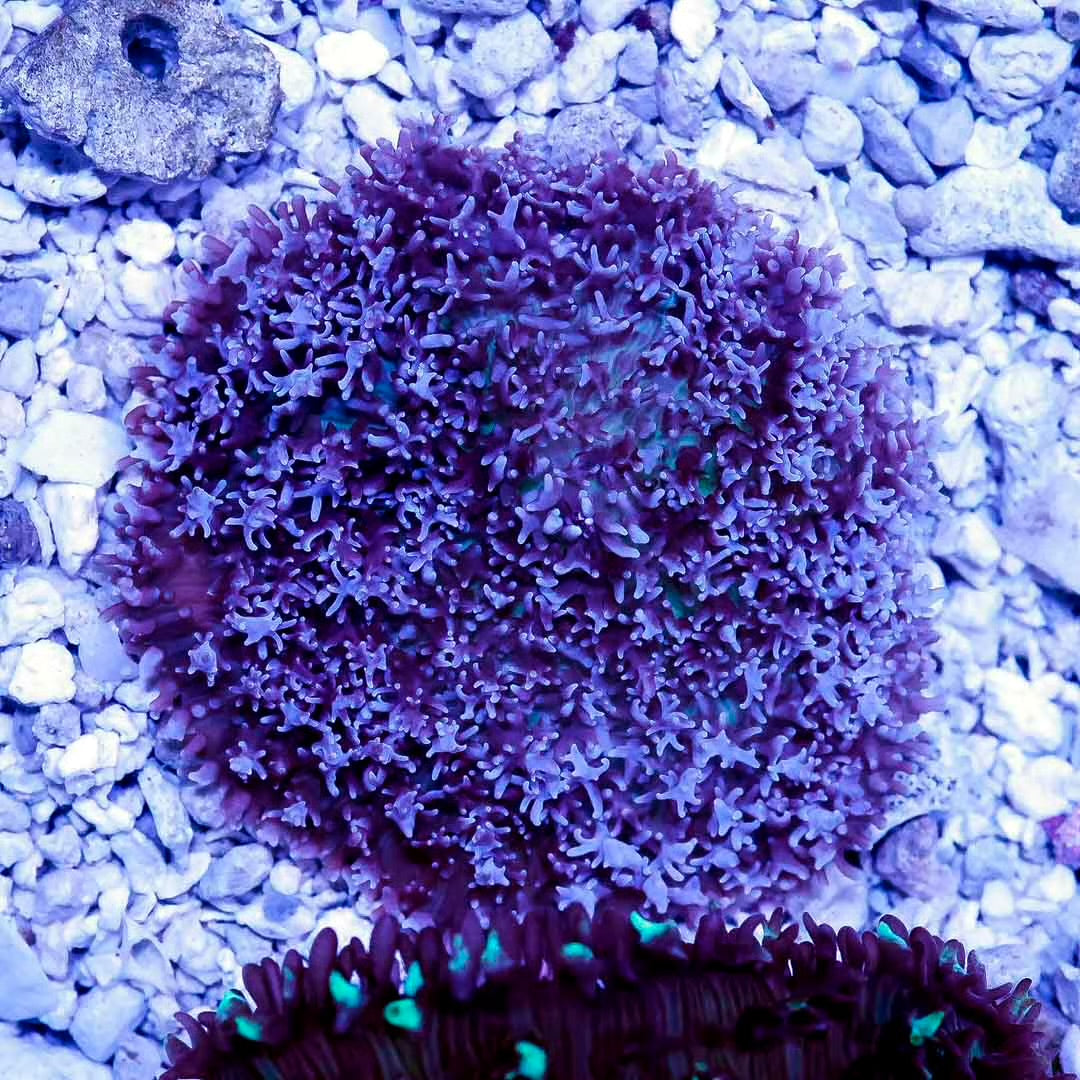 Aussie Magic Carpet Assorted Color Mushrooms 1P Mother Colony AMCACMMC092303 WYSIWYG