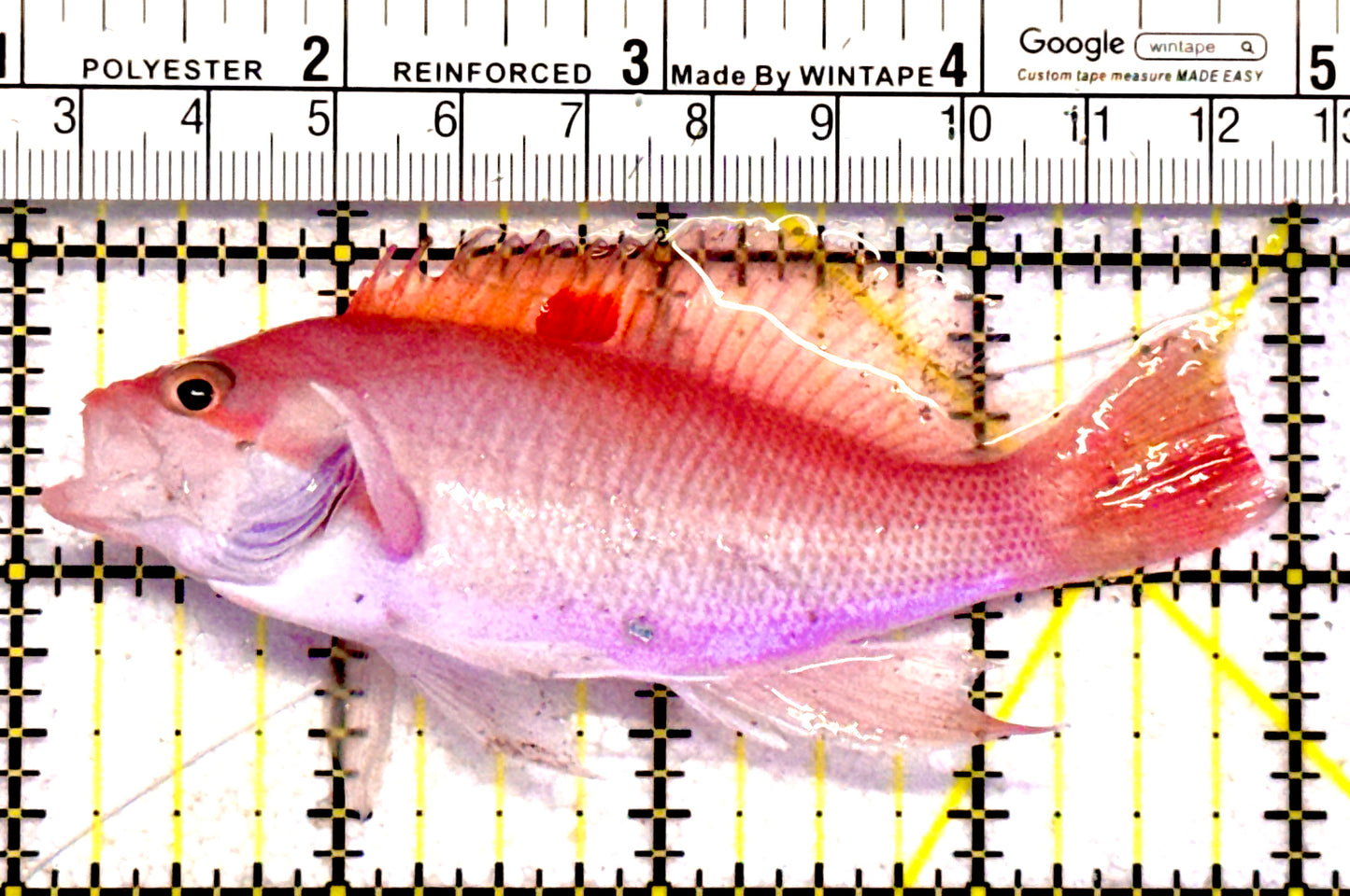Luzon's Anthias LA062802 WYSIWYG Size: M 4"