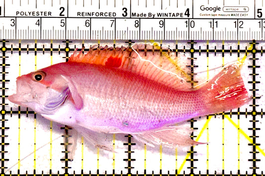 Luzon's Anthias LA062802 WYSIWYG Size: M 4"