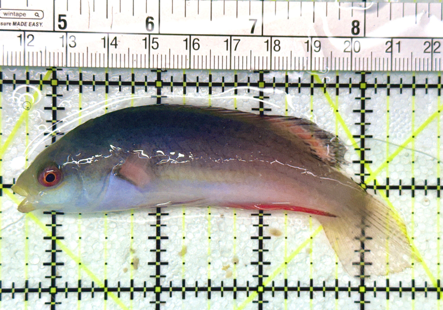 Scott's Fairy Wrasse SFW051002 WYSIWYG Size: ML 3.75"