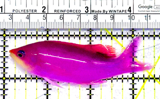 Purple Queen Anthias PQA062802 WYSIWYG Size: XL 3.5"