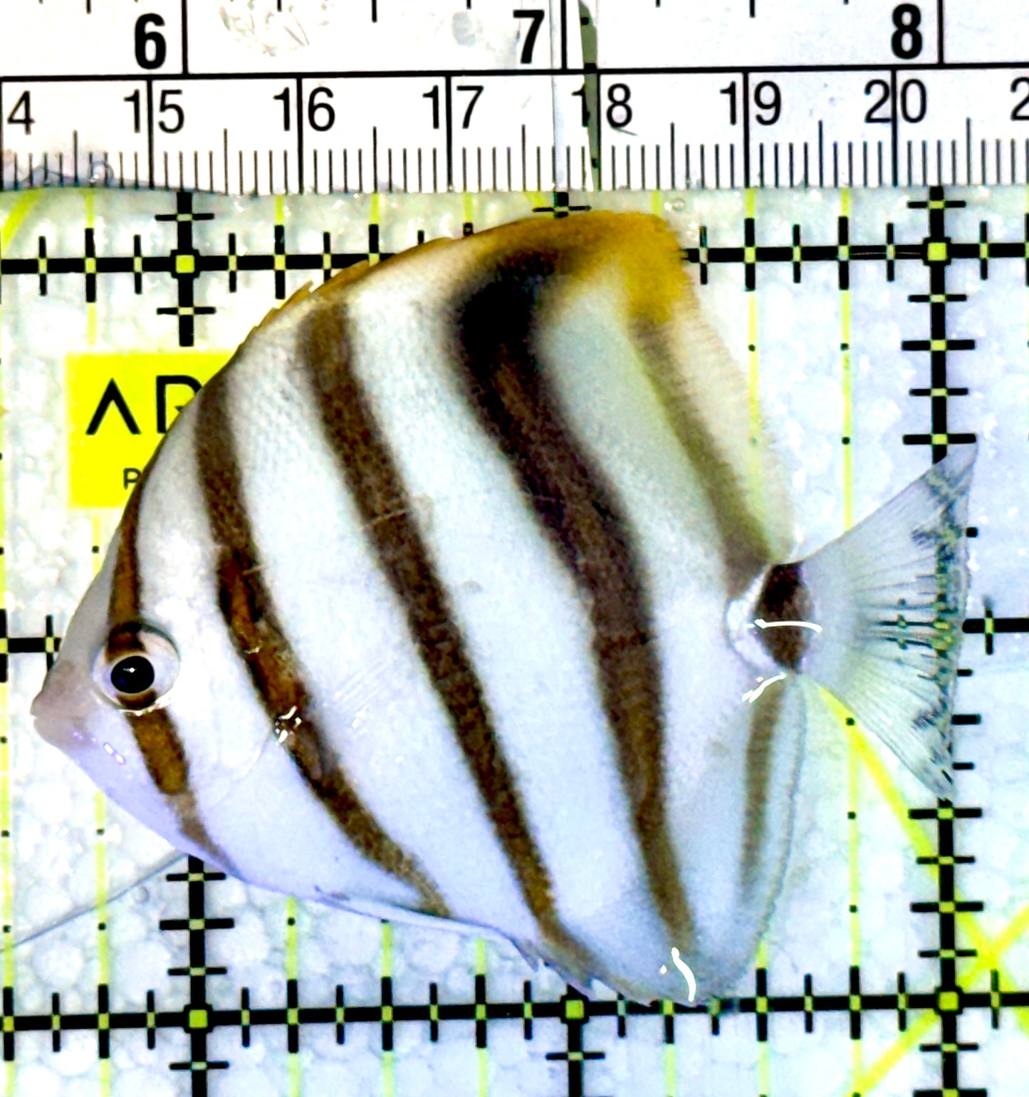 Ocellated Butterflyfish OBF062302 WYSIWYG Size: 2.5”
