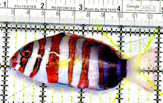 Harlequin Tuskfish HT062802 WYSIWYG Size: M 4"