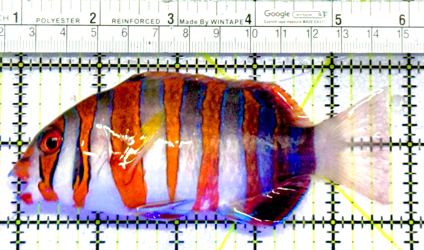 Harlequin Tuskfish HT062803 WYSIWYG Size: L 4.75"